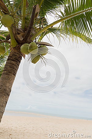 Coconut tree fruit beach sea ocean holiday object Stock Photo