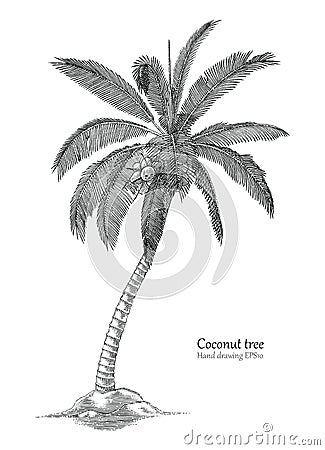 Coconut tree hand drawing engraving style Vector Illustration