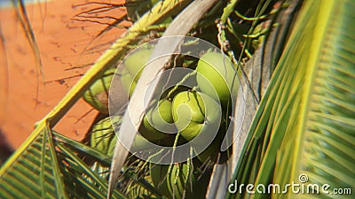 Coconut tree. Coconut have sweet water. Stock Photo