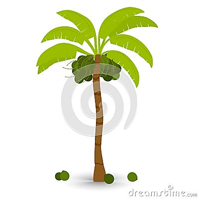 Coconut tree isolated Vector Illustration