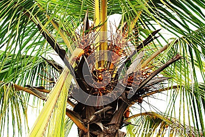 Coconut tree cocos nucifera Stock Photo