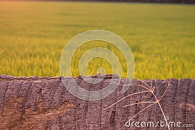 Coconut tree lie down as bench nobody rice field blur background Stock Photo