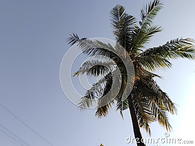 Coconut tree in low angel Stock Photo