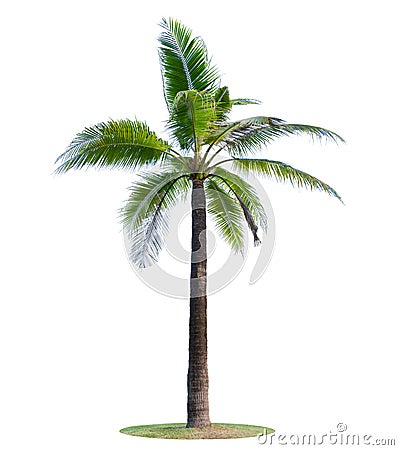 Coconut tree or palm tree Isolated on white background Stock Photo