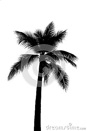 Coconut tree or palm tree silhouette Stock Photo