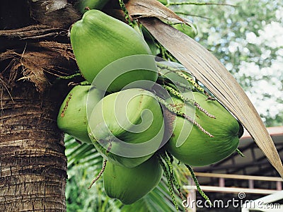 Coconut tree perfume in the coconut garden Stock Photo