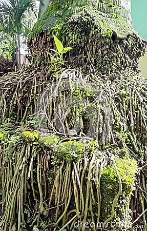 Coconut tree roots that are old and used as other plant ecosystems including moss. Stock Photo