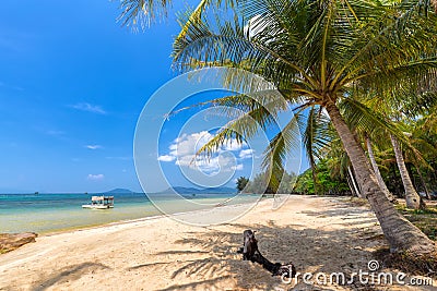 Coconut tree on the sea Phu Quoc, Vietnam Stock Photo