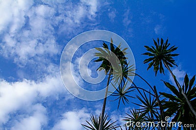 Coconut tree with sky on the back Stock Photo