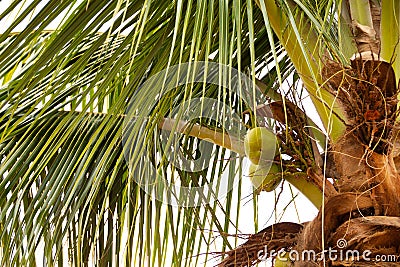 A coconut tree with some green coconuts growing. Stock Photo