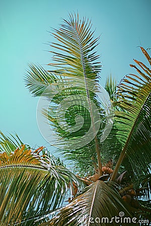 Coconut tree in the summer Stock Photo