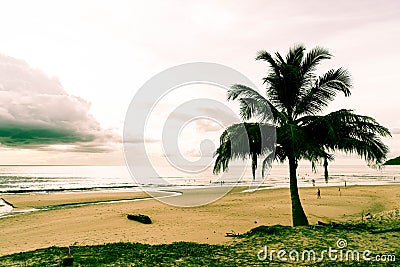 coconut tree with tropical beach Stock Photo