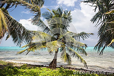 Coconut Tree on Tropical Island Stock Photo