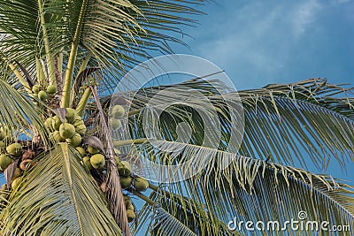 Coconut tree View from the bottom Sky blue Stock Photo