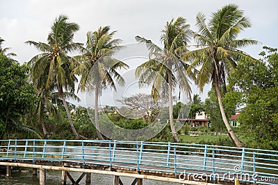 Coconut tree in the village Editorial Stock Photo