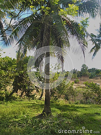 Trees and greeneries with a destroyed, quarried land behind Stock Photo