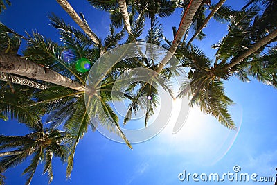 Coconut trees Stock Photo