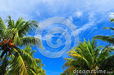 Coconut Trees Stock Photo