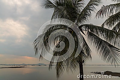 Coconut trees at Bangsean sea Stock Photo