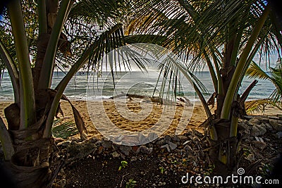 Coconut trees on Barbados North West Coast with the calm blue waters of the Caribbean sea in the background Stock Photo