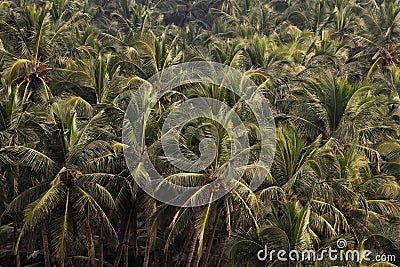 Coconut trees near bhandarpule beach ratnagiri Stock Photo