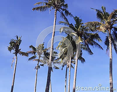 Coconut trees and a beautiful blue sky Stock Photo