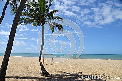 COCONUT TREES dodging the soccer beam Stock Photo