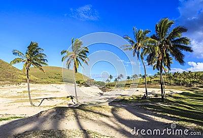 Coconut trees on Easter Island, Chile Stock Photo