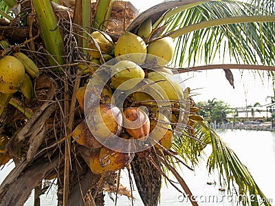 Coconut trees that are fruiting Stock Photo