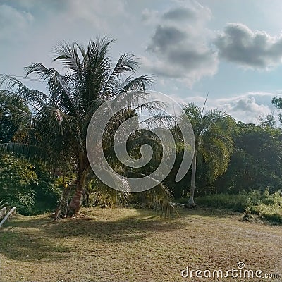 Coconut trees grow well in grass gardens even though they are less exposed to rain Stock Photo