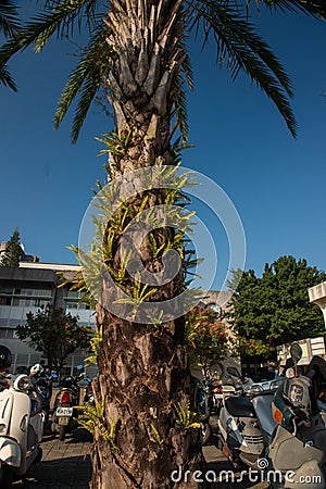 The coconut trees of Tainan City Government are full of ferns! Editorial Stock Photo