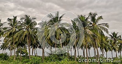 Coconut trees in rural village.Rural village scenary Stock Photo