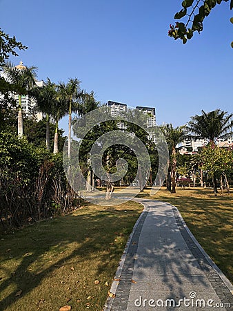 Coconut Trees in the Seaside Wind 1 Stock Photo