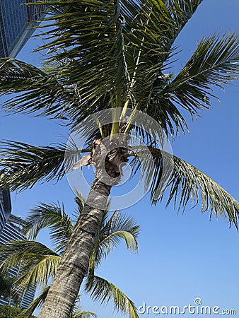 Coconut Trees in the Seaside Wind 2 Stock Photo