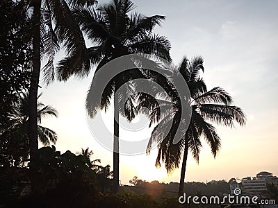 Coconut tress from India evening sunset view Stock Photo