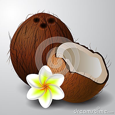 Coconut tropical nut fruit Vector Illustration
