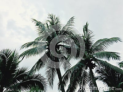 Coconut under the sky and sea breeze Thailand Stock Photo