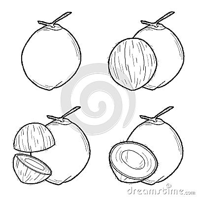 Coconut Vector Illustration