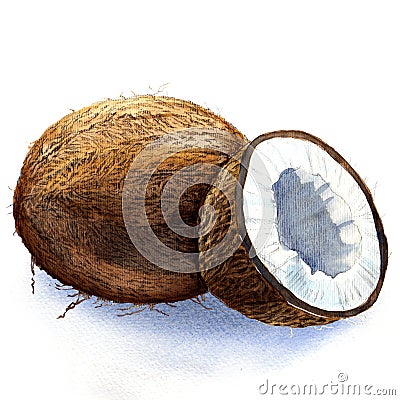 Coconut Stock Photo