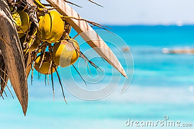 Coconuts on the background of the caribbean sea in Bayahibe, La Altagracia, Dominican Republic. Copy space for text. Stock Photo