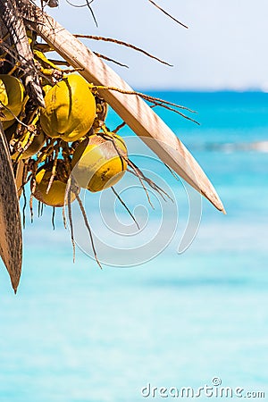 Coconuts on the background of the caribbean sea in Bayahibe, La Altagracia, Dominican Republic. Copy space for text. Vertical. Stock Photo