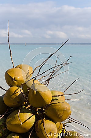 Coconuts, Boca Chica beach, Dominican republic, Caribbean Stock Photo