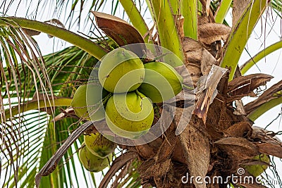 Coconuts with Delicious and Refreshing Coconut Water in Large Quantities on the Coconut Tree Stock Photo