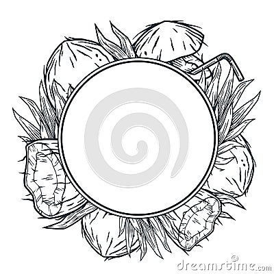 Coconuts fruit. Summer tropical and outline design Vector Illustration