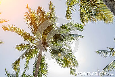 Coconuts grow on a tall palm tree. Large green palm branches. Fruits hang at the top of the trunk. Clear cloudless day Stock Photo