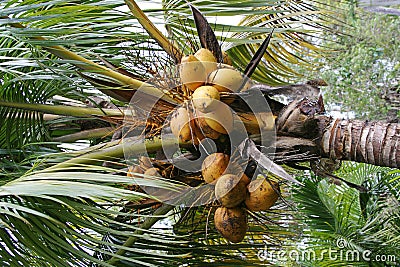 Coconuts Growing Stock Photo