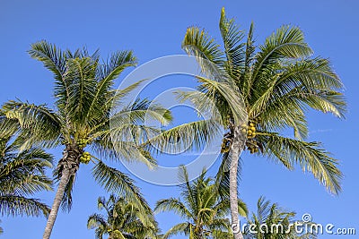 Coconuts Growing On Coconut Palm Trees Stock Photo