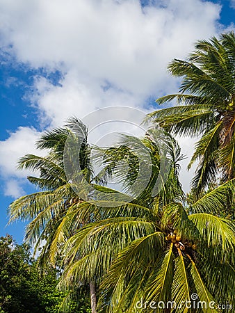 Coconuts growing on a green palm tree against a blue sky Stock Photo