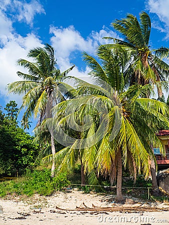 Coconuts growing on a green palm tree against a blue sky Stock Photo