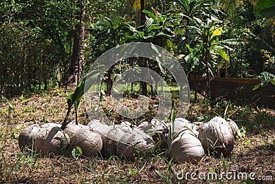 Coconuts growing in the jungle of Koh Rong Stock Photo